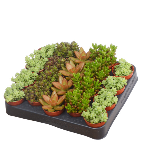 Седум микс 10/6 см