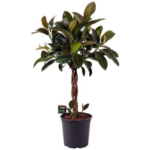 Фикус мелани плетеный ствол 110/27 см