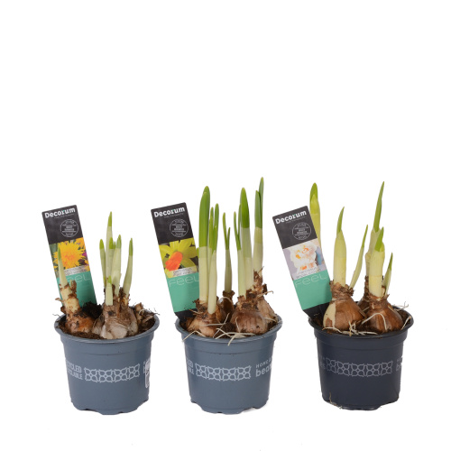 нарцисс микс 15/9 см