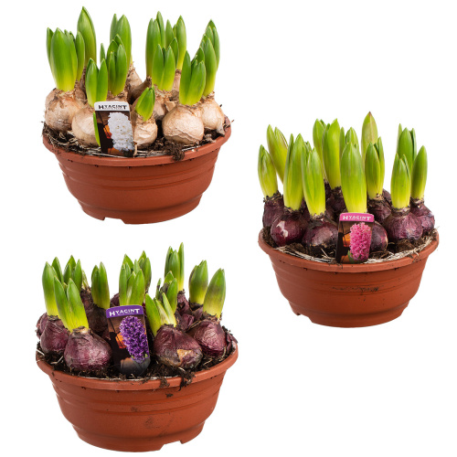 Гиацинт микс 15/21 см