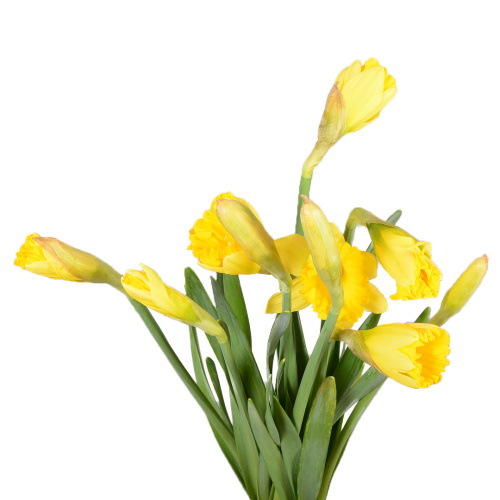 нарцисс дач мастер (10 шт)