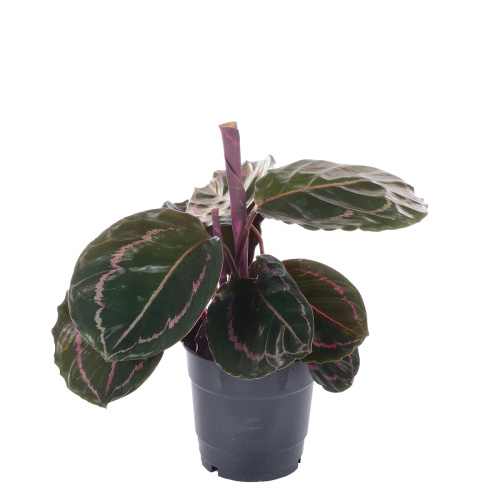 калатея дотти 30/12 см