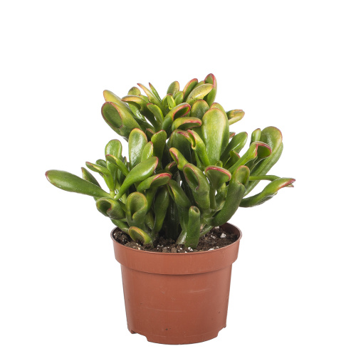 Крассула хорн трэ 25/12 см