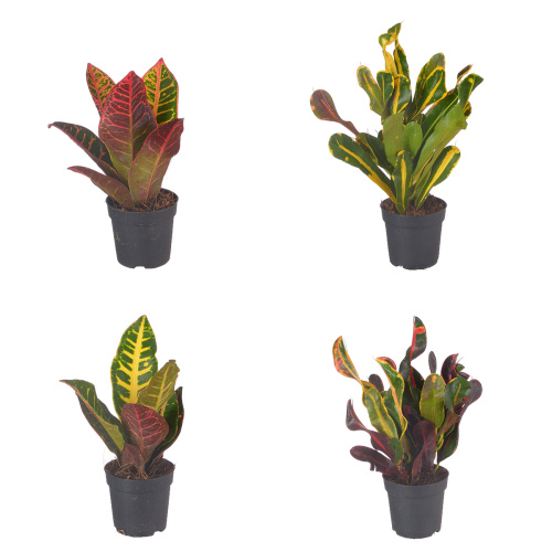 Кротон микс 25/7 см