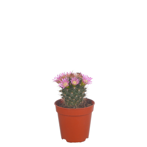 Кактус маммилярия 10/5 см