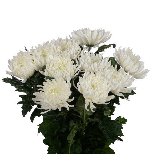 Антонов хризантема одноголовая (10 шт)