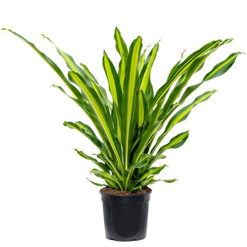 Драцена берли 100/27 см