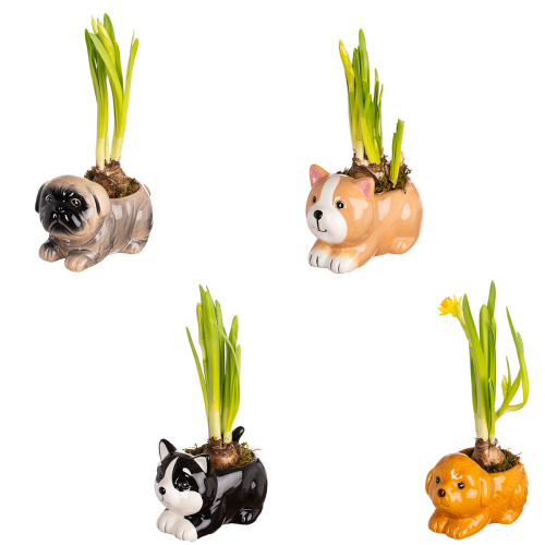 Нарцисс в деко кашпо 20/14 см