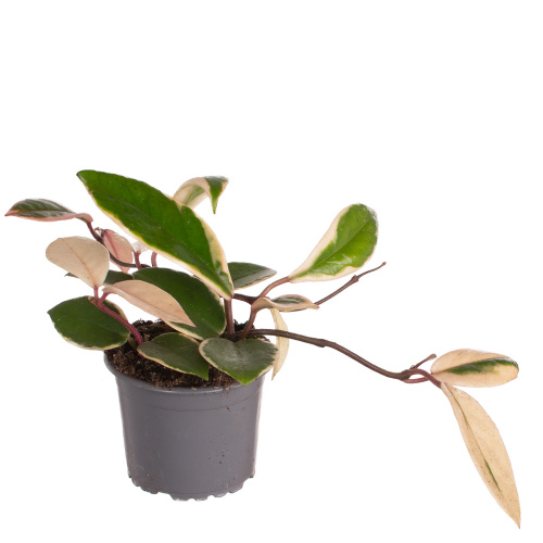 Хойя австралис 10/9 см