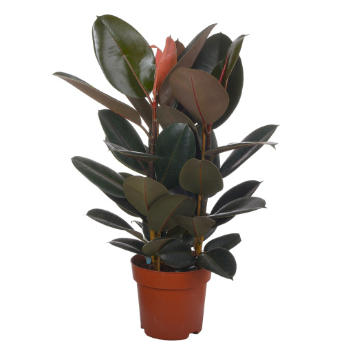 Фикус абиджан 80/24 см