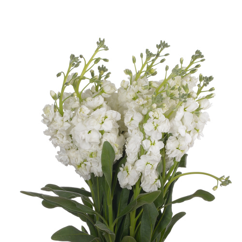 Маттиола белая (10 шт)