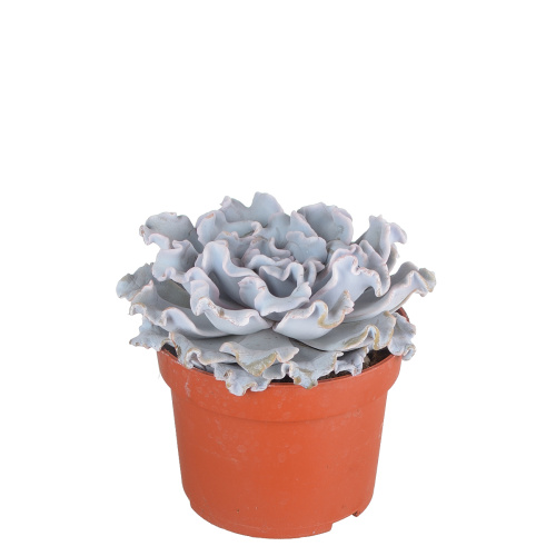 Эхиверия криспи 15/10 см