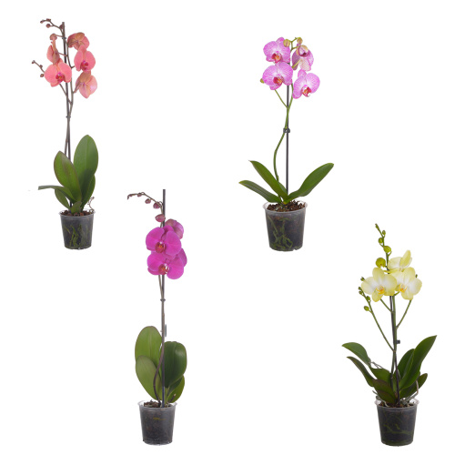 Орхидея фаленопсис микс 1 цв 60/12 см