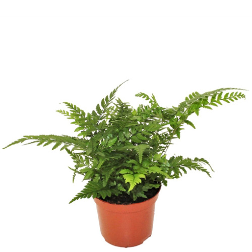 Афириум спикатум 20/8 см