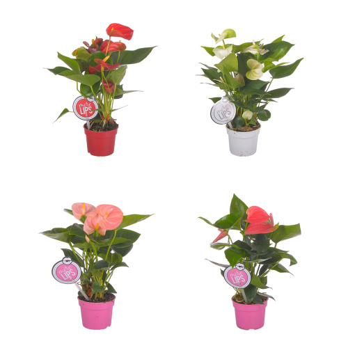 антуриум микс 30/9 см