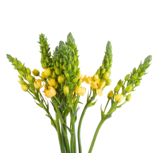 Орнитогалум Дубиум (10 шт)