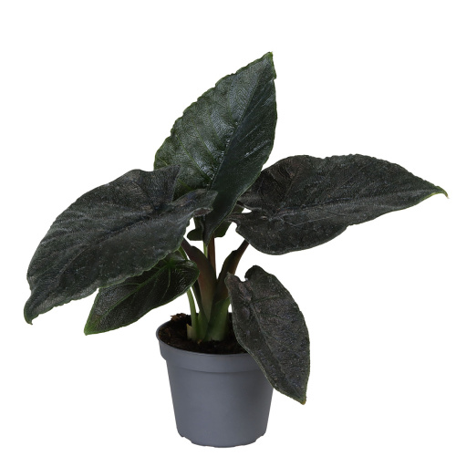 Алоказия анторо вельвет 25/11 см