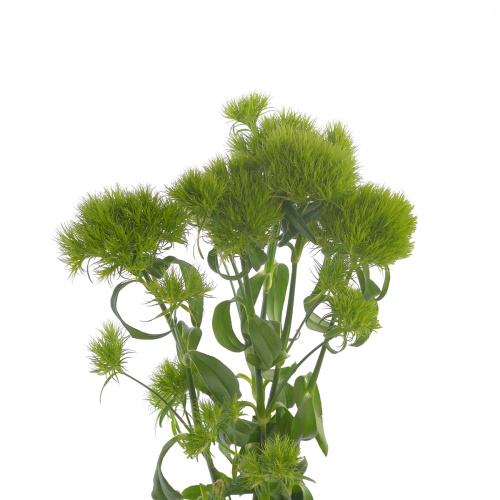 Гвоздика Трик (10 шт)