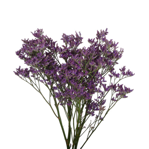 Лимониум Пиума Дарк Блю (5 шт)