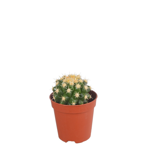 Кактус грузони бревиспинус 10/5 см