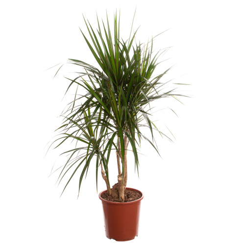 Драцена маргината разветвленная 140/27 см