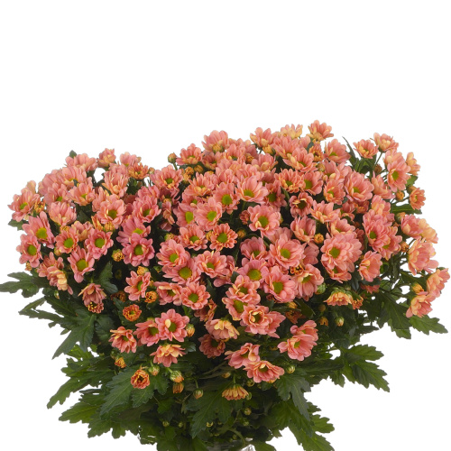 Сантини росси смоук (25 шт)