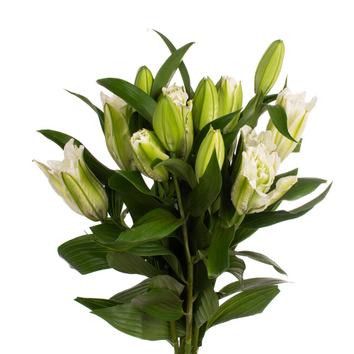 Лилия аиша Китай (5 шт)