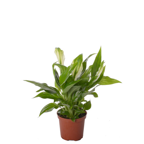 Спатифиллум перл купидо 25/7 см