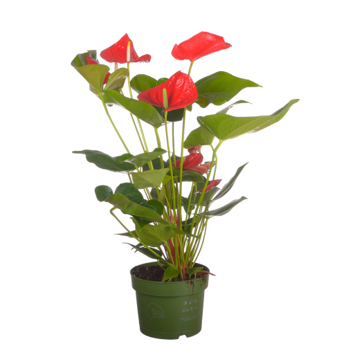 Антуриум оклахома 65/17