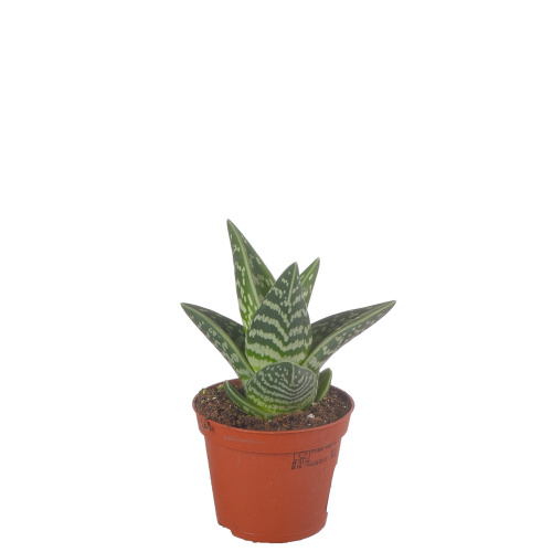 алоэ вариегата 15/8 см