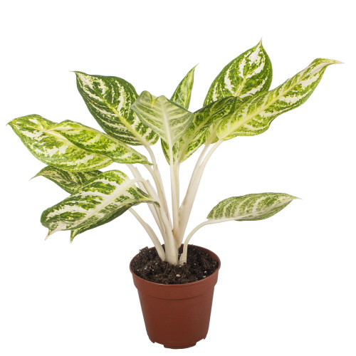 Аглаонема зебра 30/12 см