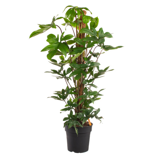 Филодендрон педатум 100/21 cv