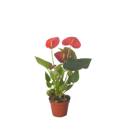 Антуриум диаманд ред 30/9 см