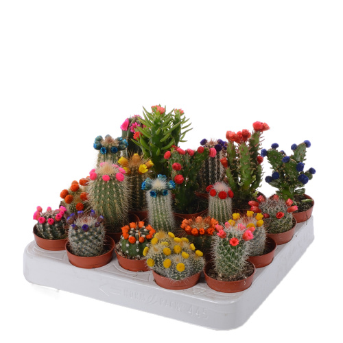 кактус с сухоцветами 10/5 см