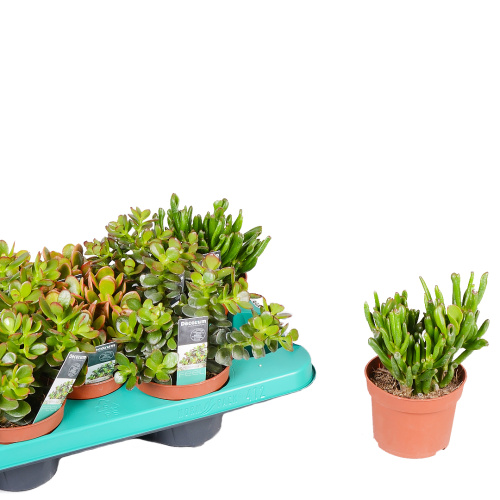 крассула микс 20/10 см