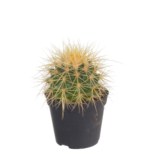 кактус грузони 10/8 см