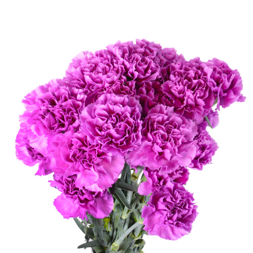 Гвоздика Мунлайт (20 шт)