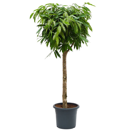 Фикус амстел кинг штамб 140/31 см