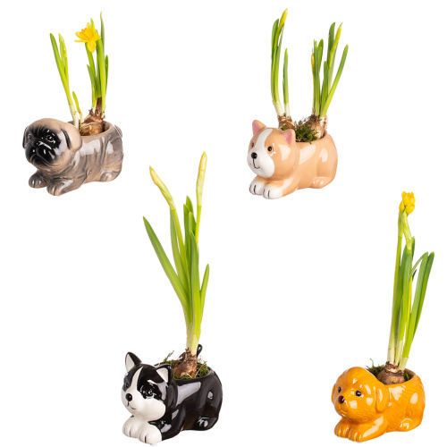 Нарцисс в деко кашпо 13/14 см