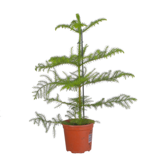 Араукария гетерофилла 45/14 см