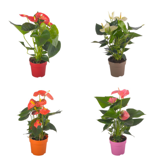 Антуриум микс 40/12 см