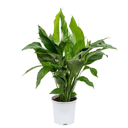 Спатифиллум свит лауретта 100/24 см