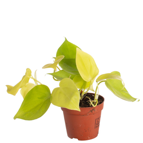 Эпипремнум голден 10/8 см