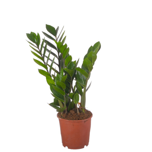 Замиокулкас 50/14 см