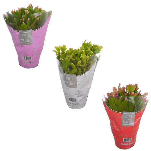 Шлюмбергера микс 30/11 см