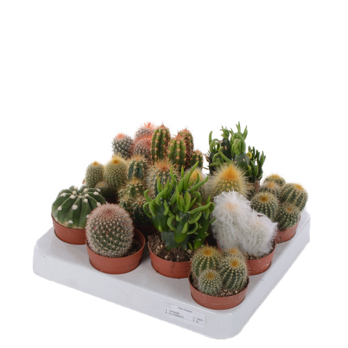 кактус микс 10/7 см