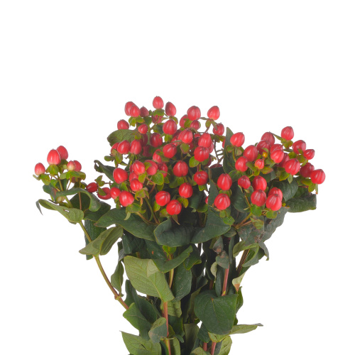 Гиперикум Мэджикал Триумф (10 шт)