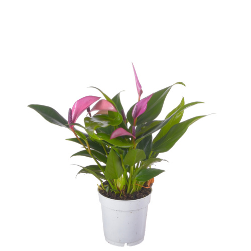 Антуриум зизу перпл 30/9 см