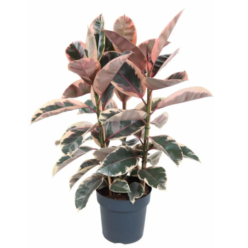 Фикус белиз 140/27 см