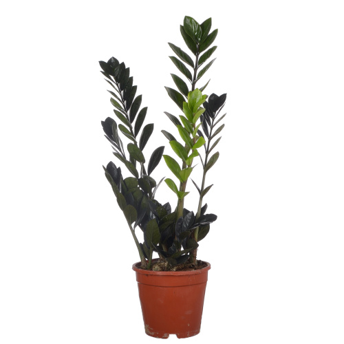 Замиокулкас равен блек 75/17 см